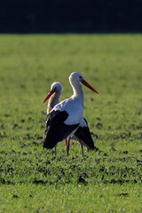 Fototapeta premium luce del mattino