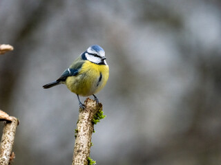Blaumeise (Cyanistes caeruleu)
