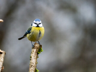 Blaumeise (Cyanistes caeruleu)