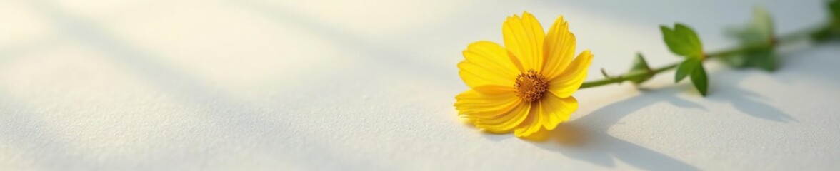 Solitary flower cosmos blooms on white surface, yellow, cosmic