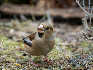 Kernbeißer (Coccothraustes coccothraustes)