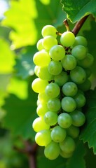 Green bunches of grapes nestled among lush green leaves in sunlight, leafy greens, grapes
