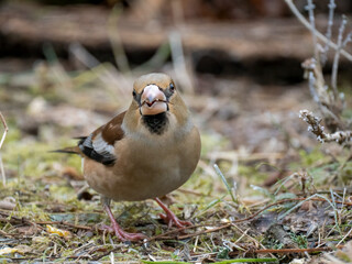 Kernbeißer (Coccothraustes coccothraustes)