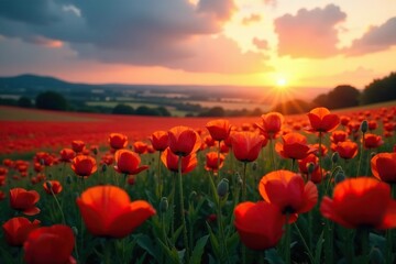 Fototapeta premium The fading light casts a romantic glow over a vast expanse of poppies, peaceful, flowers