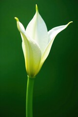 Delicate white petals unfurl from a lush green stem, green, closeup