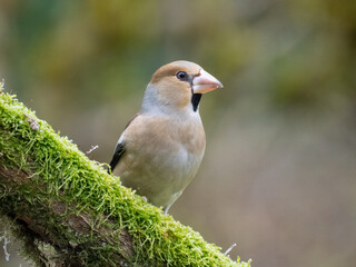 Kernbeißer (Coccothraustes coccothraustes)