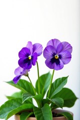 Fototapeta premium delicate Pansy Violet blooms on a bed of green leaves against white background, bloom, color