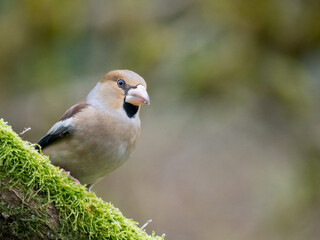 Kernbeißer (Coccothraustes coccothraustes)