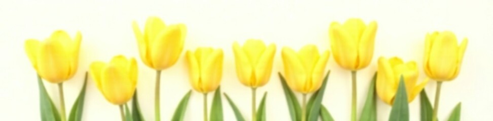 Naklejka premium Bright yellow tulip isolated on white background, tulips, spring