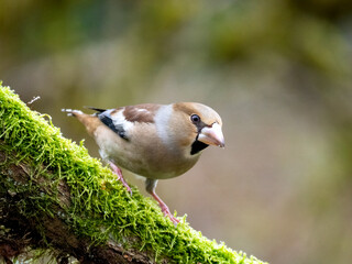 Kernbeißer (Coccothraustes coccothraustes)