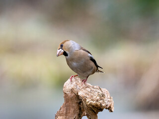 Kernbeißer (Coccothraustes coccothraustes)