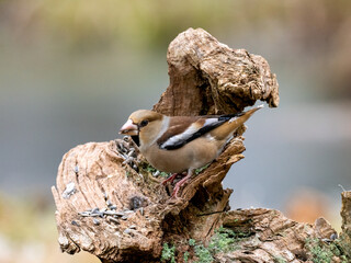 Kernbeißer (Coccothraustes coccothraustes)