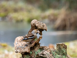 Kernbeißer (Coccothraustes coccothraustes)