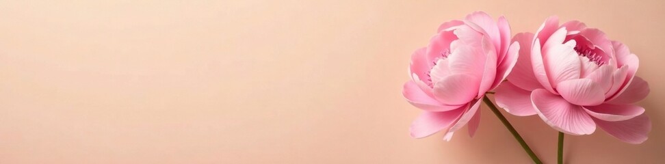 Obraz premium Soft pink peonies against a warm beige background, soft pink, inviting, warm