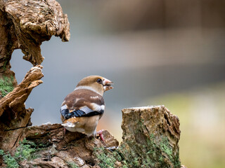 Kernbeißer (Coccothraustes coccothraustes)