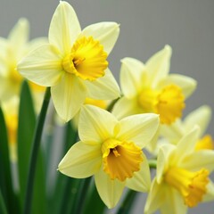 Fototapeta premium Delicate yellow narcissus flowers in soft focus on white background, spring flowers, nature, white background
