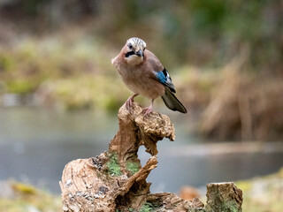 Eichelhäher (Garrulus glandarius)