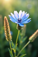 A delicate blue cornflower touches a wavy rye ear in a natural wreath, flowers, landscape