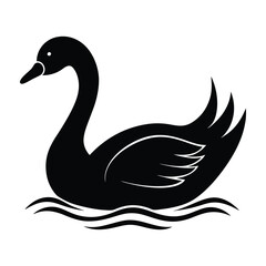 Fototapeta premium black swan on the lake