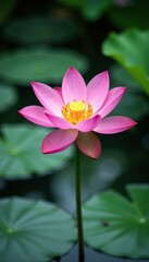 Fototapeta premium Delicate lotus flower blooms in a serene pond environment, serenity, peaceful scene