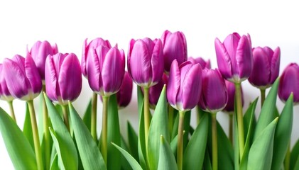Naklejka premium A stunning array of deep purple tulips in a single row on a pure white background, garden, blooms