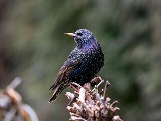 Star (Sturnus vulgaris)