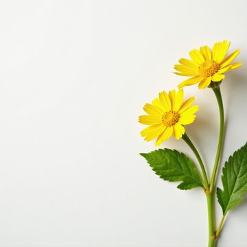 Yellow euryops pectinatus on a plain white surface, yellow, euryops pectinatus, bloom