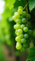 Green grapes hanging in clusters on a lush green vine, autumn leaves, plant, garden