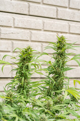 Close up of marijuana or cannabis bud  in a garden with blurry background
