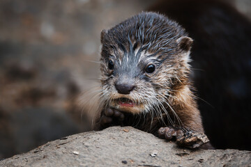 Fototapeta premium Otter (Lutra Lutra) and her cuteness and her funny face
