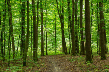 Path in green summer forest