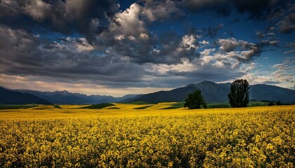sunset over the field