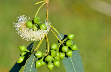 natural plants and flowers. Photos of eucalyptus tree flowers and seeds.