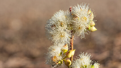 Obraz premium natural plants and flowers. Photos of eucalyptus tree flowers and seeds.