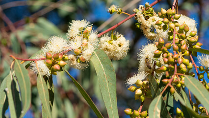 natural plants and flowers. Photos of eucalyptus tree flowers and seeds.