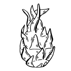 Pitahaya. Dragon Fruit large hand drawn. Tropical food in ink sketch style isolated. Vector manual illustration.