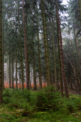 Beautiful foggy autumn scenery with fall trees and dry grass in a forest.