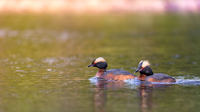 Horned grebes in a river illuminated by morning sunlight