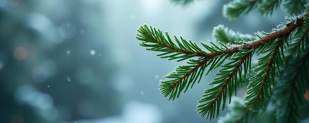 Twisted pine branches with frosty pine needles hanging from them in the frosty green Christmas atmosphere, evergreen, branch