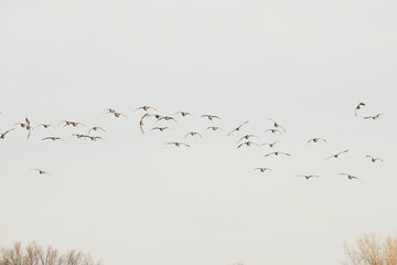 flock of birds