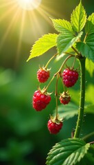 Obraz premium Basked in sunbeams, ripe raspberries ripen on the garden's verdant stem, garden, foliage