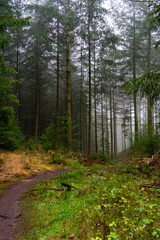 Beautiful foggy autumn scenery with fall trees and dry grass in a forest.