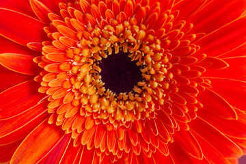close-up of a beautiful Gerber Jameson flower in the garden