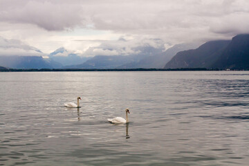 beautiful landscape of swans swimming on the lake in cloudy weather