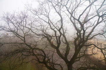 eerie silhouette of a tree outside the window in the fog