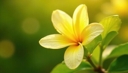 Fototapeta premium Bright yellow petals unfurl from white citrus flowers, a delicate dance in sunlight, citrus, petals