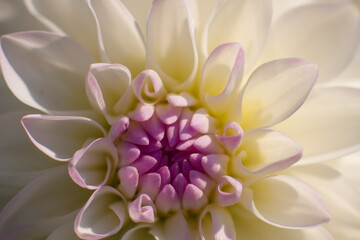 close up of a beautiful Dahlias flower in the garden