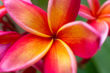 close-up of a beautiful Plumeria Flower in the garden