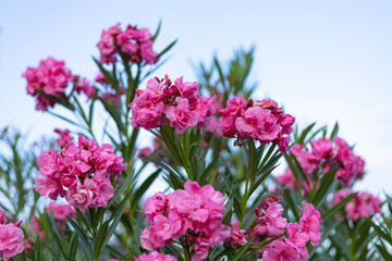 Fototapeta premium pink tropical flowers close-up on sky background