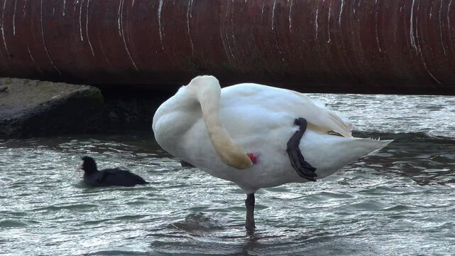 Cygnus olor - big white bird swan cleaning feathers